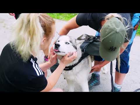 Video: Vanlige Bulldog Egenskaper