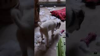 La cama de Ollin salió del Chat #fypシ #puppy #fypシ゚viral #pets #amor