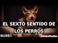 Milenio 3 - El sexto sentido de los perros