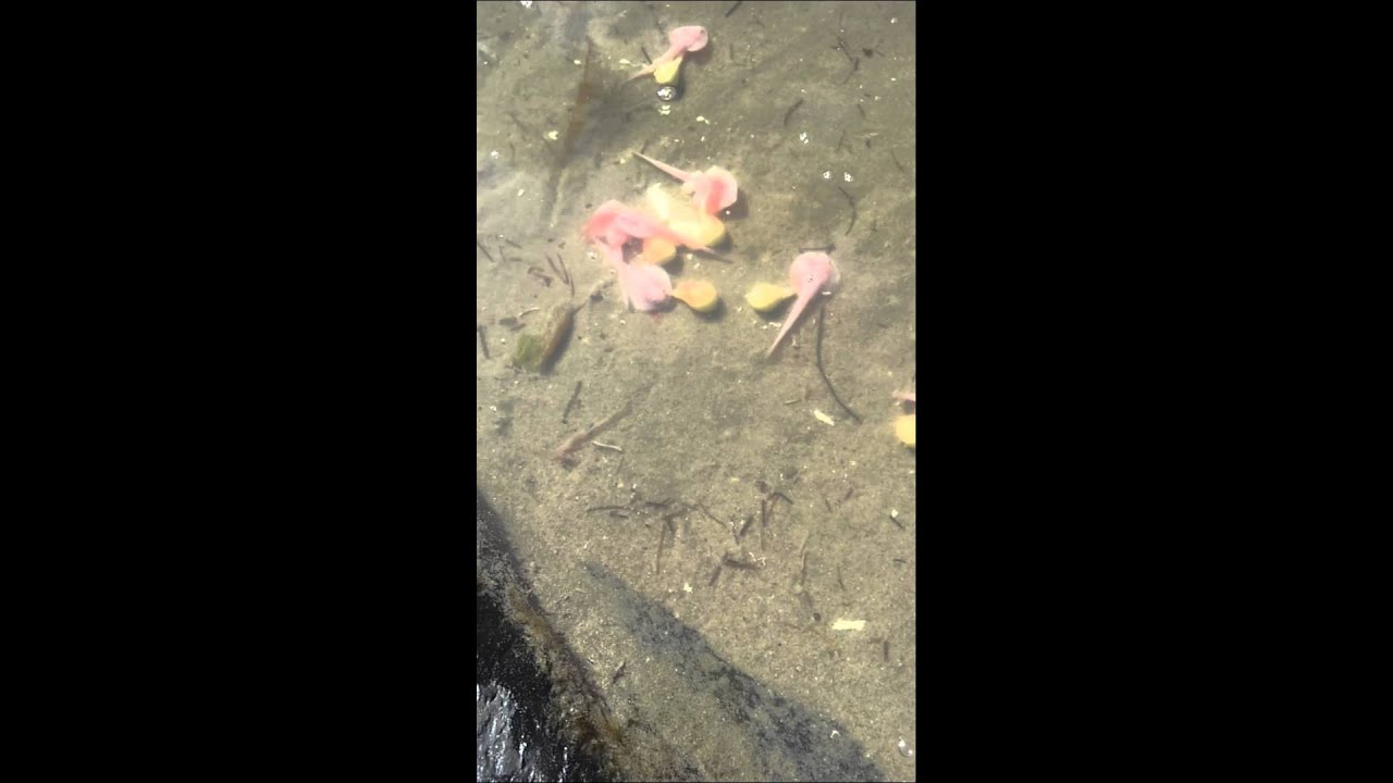 Manteray giving birth baby manterays