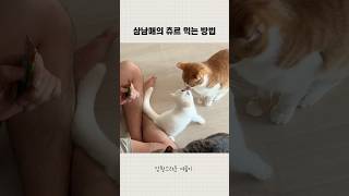 삼남매가 츄르 먹는 방법