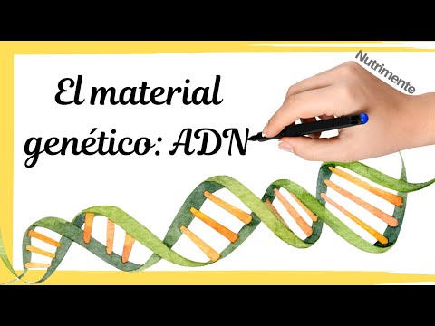 Video: ¿Por qué el ADN se considera material genético?