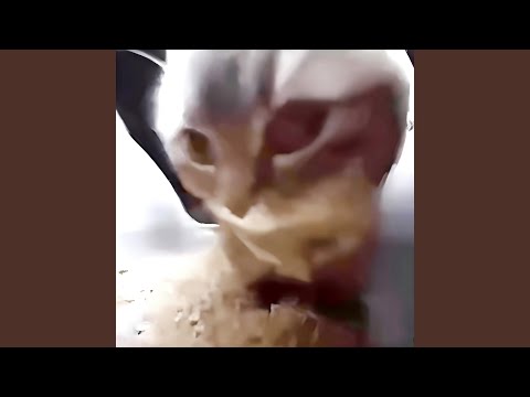 spelox - CHIPI CHIPI CHAPA CHAPA