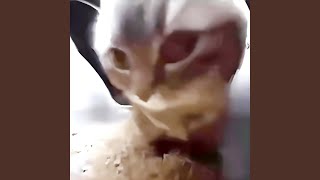 CHIPI CHIPI CHAPA CHAPA - spelox