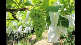 ７月中旬から収穫の「ブドウ」ヒムロッド・シードレス