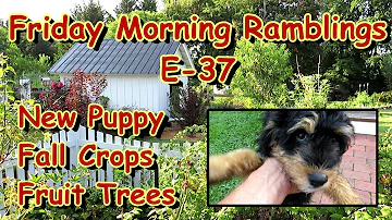 Willow (Our New Pup), Fruit Trees, Fall Garden Plants & Summer Success!: FM Gardening Ramblings E-37