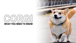 History of the Corgi: Herding Dog to House Dog   Everything You Need To Know about the Corgi