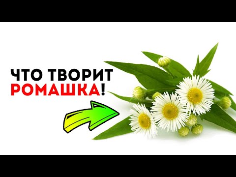 Ты не поверишь! Эти 7 чудодейственных рецептов с ромашкой исцелят даже...