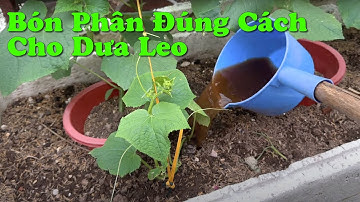 Bón Phân Cho Dưa Leo Trong Thời Kỳ Phát Triển Mạnh, Khỏe Cây, Sai Trái