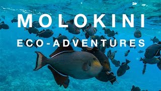 Molokini Snorkel Tours