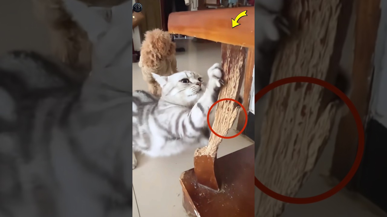 This Genius Idea Stops Cats From Scratching!😱