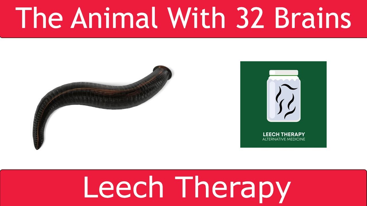 Which animal has 32 brains YouTube