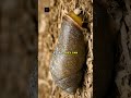 A snail can sleep for three whole years. The slowest power nap on Earth.