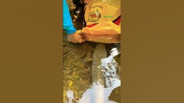 Cá Lớn - dùng bao bắt Cá Lóc Khủng 😱 #khacthuyvlogg