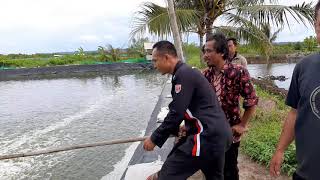 Terbukti  dahsyat Eco Farming Dan Eco Feed di Tambak Udang Umur 25 Hari