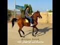 دختر چابکسوار ایرانی با اسب هنرمندش دختر چابکسوار ایرانی با اسب هنرمندش