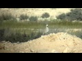 Góropatwa azjatycka (Alectoris chukar) - Chukar partridge