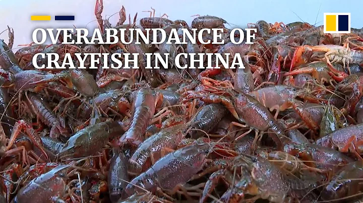 Crayfish boom in China amid peak harvest season causes shellfish price to tumble - DayDayNews