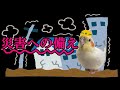 地震・津波が着た！その時、インコはどうする？？　【きなこのお父さんのHOW TO BIRD】オカメインコと愉快な仲間たち