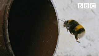 The incredible secret life of London's bees - BBC