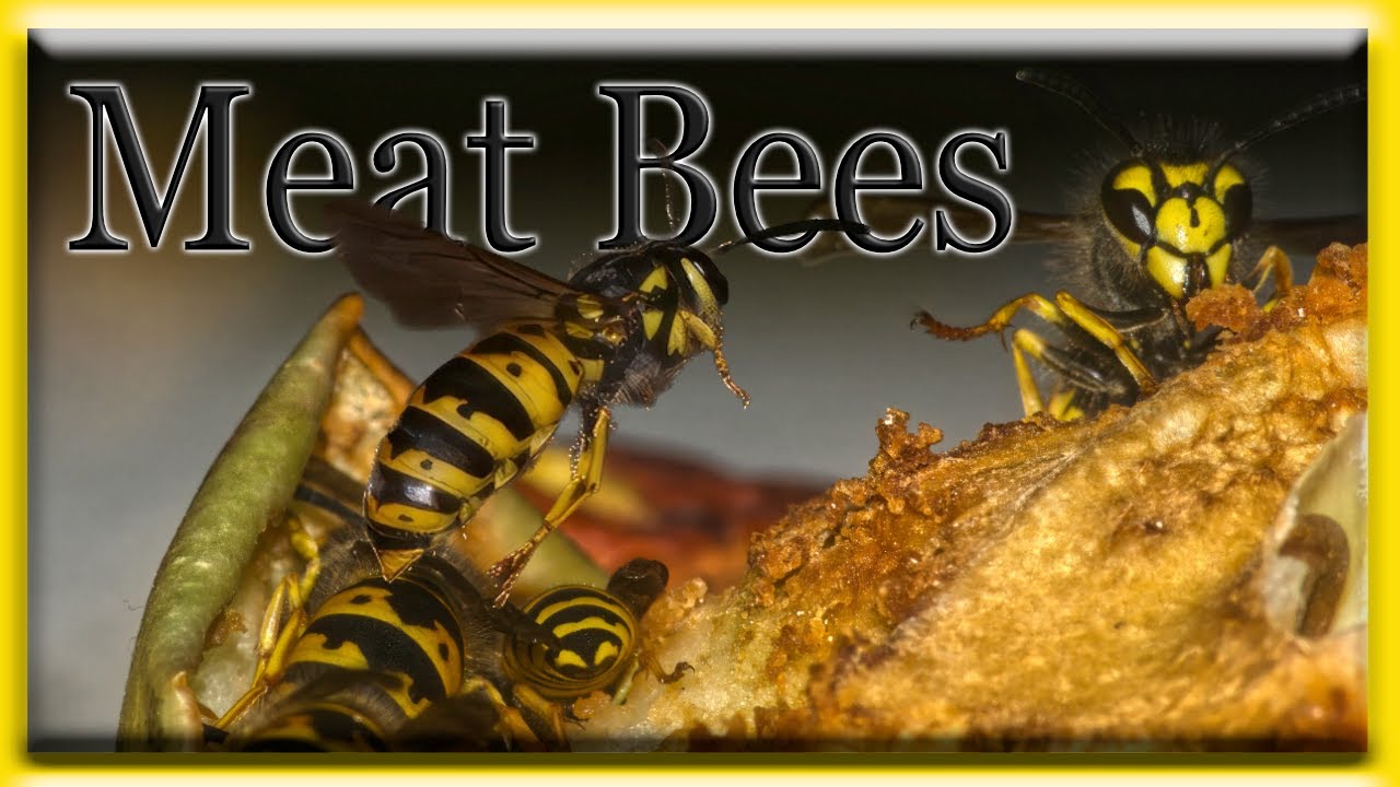 Meat Bees Flying and Feasting on Crabapples in SuperSlowMotion 960fps YouTube