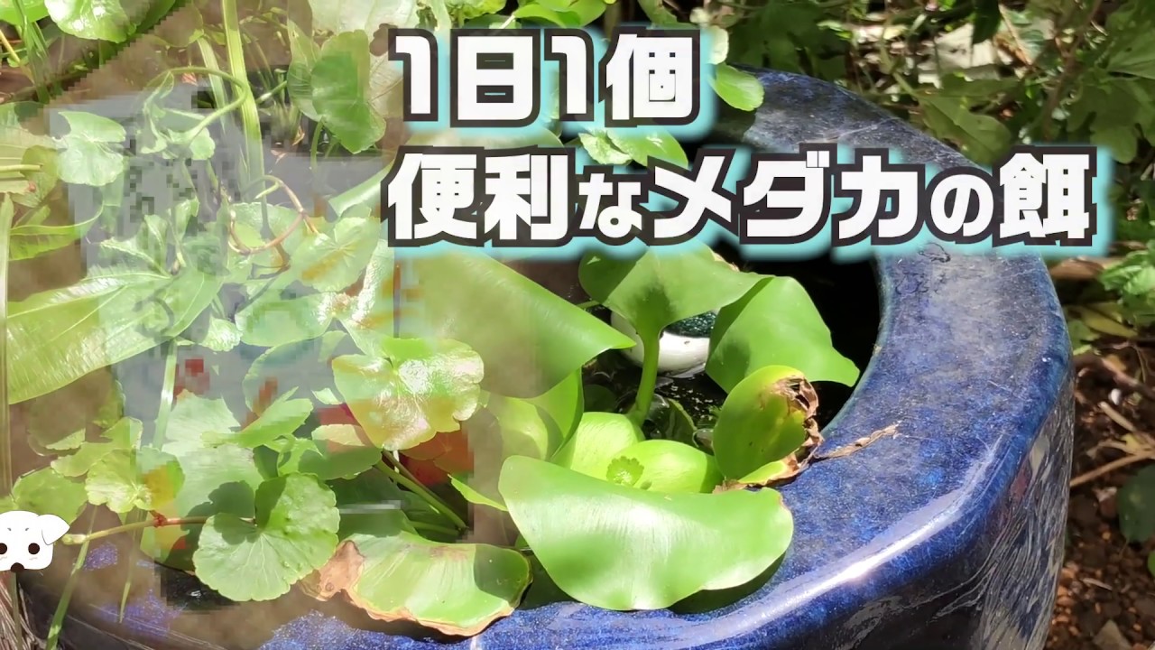 火鉢まとめて10個　メダカにも最適⁉︎ GEX メダカ元気 メダカのための飼育鉢 黒 420 | チャーム