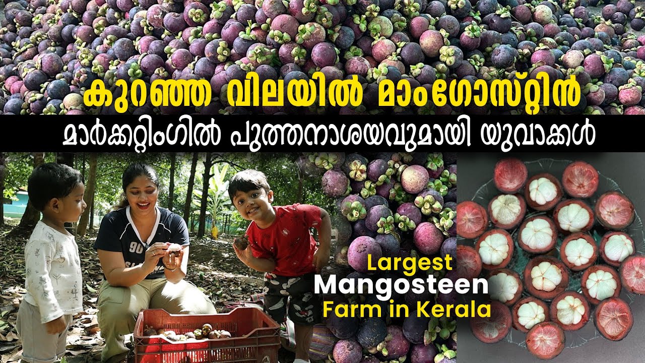 കുറഞ്ഞ വിലയിൽ മാം​ഗോസ്റ്റിൻ | മാർക്കറ്റിം​ഗിൽ പുത്തനാശയവുമായി യുവാക്കൾ | Largest Mangosteen Farm
