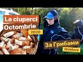 За грибами весело пошли ! :)