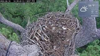 Preview of stream Kisatchie National Forest E-1 Nest Cam