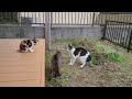 後ろからジャンプ🐱居候猫対決、、stray cat jump