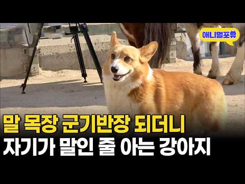 농장 마스코트가 된 웰시코기가 말 군기 잡는 법ㅋㅋㅋㅋㅣKBS 생생정보 200320 방송