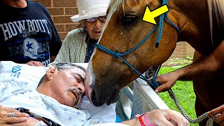 Moribundo da el último adiós a su caballo. Lo que hizo el caballo después hizo llorar a la gente.