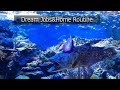 6:Dream Jobs&Home Routine/KOCOO EDUCATION