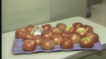 Computerized Apple-MWS&T 1980s Reports