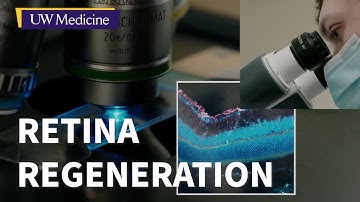 Progress toward regenerating damaged retina cells | UW Medicine