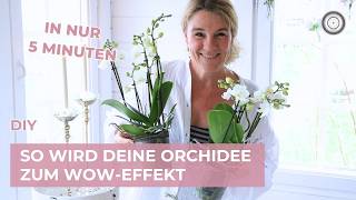 Diy - Orchideen Verschönern In 5 Minuten - So Einfach Geht Wow Effekt