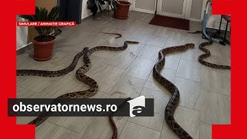 Elevii care au folosit AI pentru a păcăli profesorii că au maimuţe în şcoală. "Diriginta a crezut"