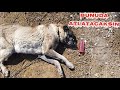 ~KURTLA BOĞUŞAN KANGAL~ ÖLECEK Mİ YOKSA ÖZGÜRLÜĞEMİ KOŞACAK