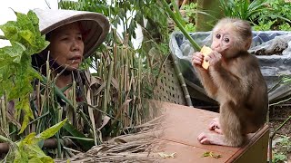 Baby Monkey came again to beg for food. Grandma made a shelter for the chicks