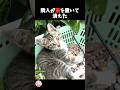 隣人が猫を置いて消えた・・・詳しくは長編動画にて