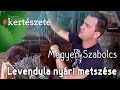 Levendula nyári metszése - Megyeri Szabolcs Kertészet Győr