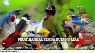 Suara PIKAT Semua Jenis BURUNG LIAR Terbaru Paling AMPUH!