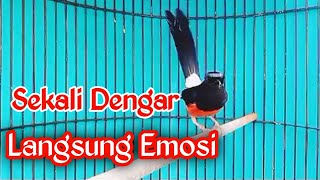 Download Lagu PANCINGAN MURAI BATU GACOR FULL ISIAN, SEKALI DENGAR MURAI APAPUN LANGSUNG EMOSI CEPAT ON PLAY MP3 Download Lagu PANCINGAN MURAI BATU GACOR FULL ISIAN, SEKALI DENGAR MURAI APAPUN LANGSUNG EMOSI CEPAT ON PLAY MP3