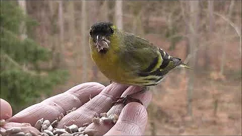 نغمات جميله هادئة عصافير