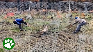 Kind men lifts heavy fence to save doe