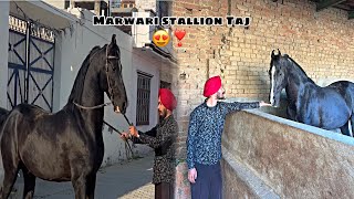 Ajj Kafi Time Vadd Mile Stallion Taj Nu 😍|| Marwari Horse