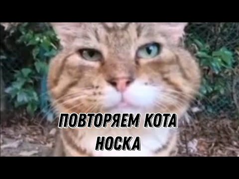 Повтори котика. Повторение котики.