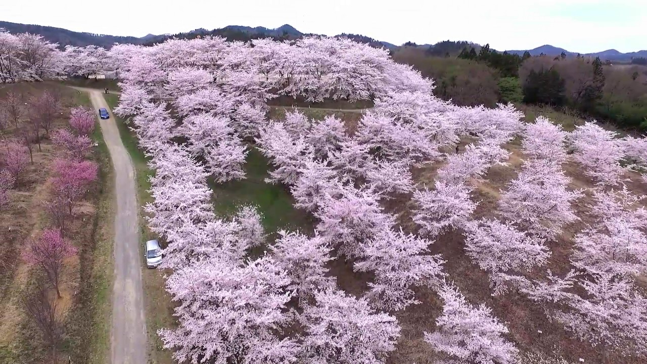 伊達市の桜シリーズ 紅屋峠千本桜 Youtube