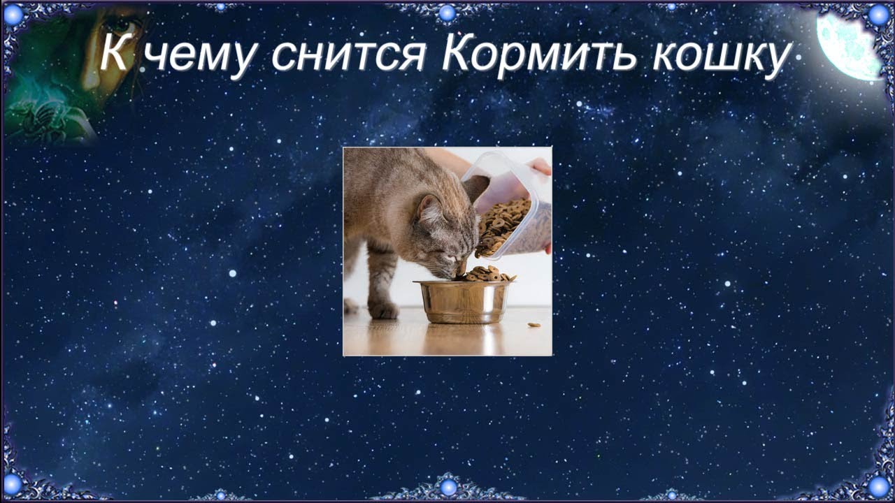 К чему снится Кормить кошку (Сонник)