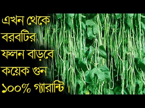 ভিডিও: গুজবেরি গুল্ম গঠন। গসবেরি ফলন বাড়ছে